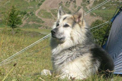 Photo de Jerry, Berger Allemand crois� Malamute de l'Alaska
