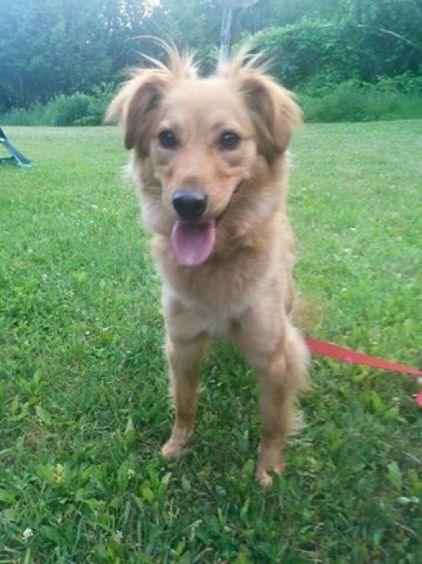 Photo de Nova, Retriever de la Nouvelle-�cosse (Nova Scotia Duck Tolling Retriever) pure race