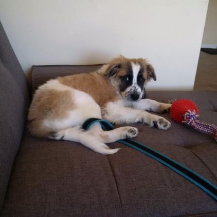 Photo de Ragnar, Saint-bernard crois� berger des pyr�n�es