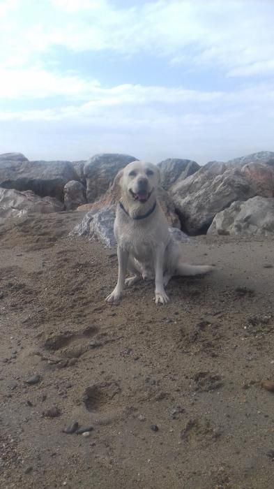 Photo de Marlex, Labrador Retriever crois�