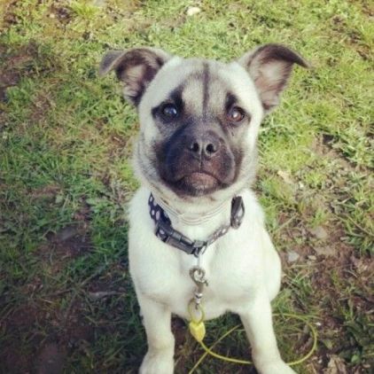 Photo de Penny, Carlin crois� Husky