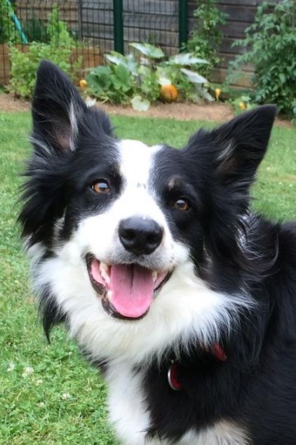 Photo de Malice, Border Collie pure race
