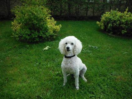Photo de Boni, Caniche pure race