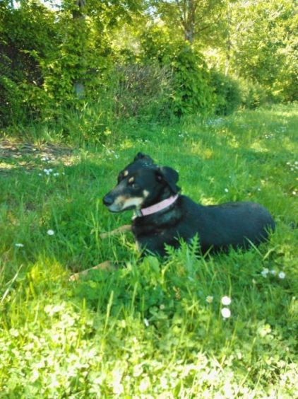 Photo de Lola, Beauceron crois�