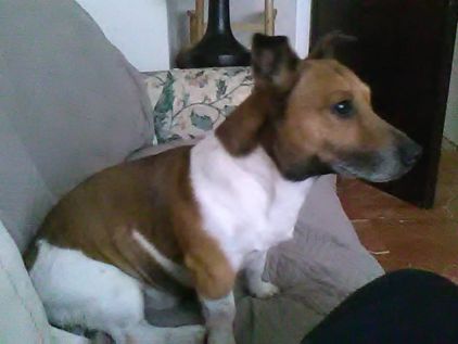 Photo de Cody, Jack Russell terrier pure race