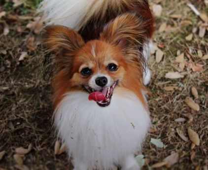 Photo de Loustic, Papillon pure race