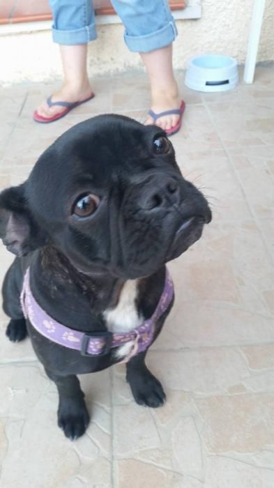 Photo de guizzmo, Bouledogue fran�ais pure race