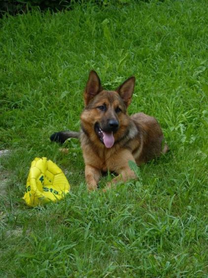 Photo de Kimbo, Berger Allemand crois�