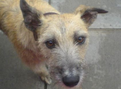 Photo de Loustic, Lurcher pure race