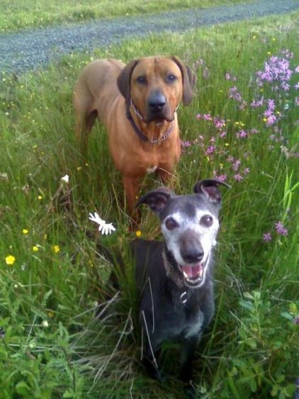 Photo de Luka, Rhodesian ridgeback pure race