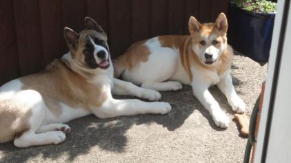 Photo de Mitsu, Akita pure race