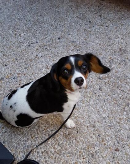Photo de Lyssie, Cavalier King Charles crois� Jack Russell terrier