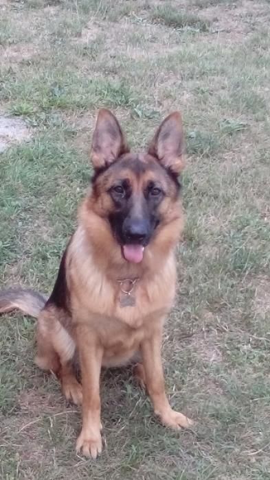 Photo de Laika, Berger Allemand pure race
