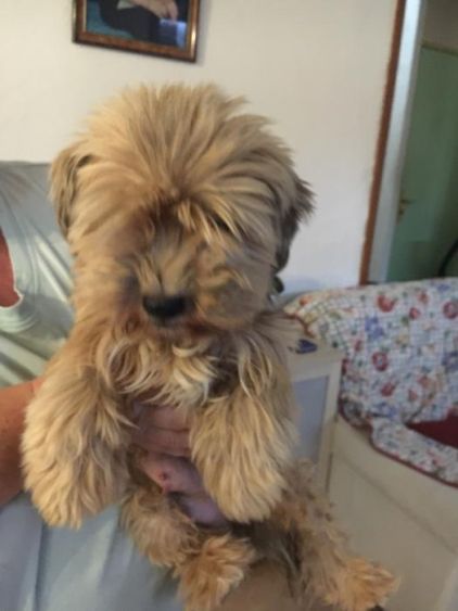 Photo de sheyla, Chihuahua crois� Yorkshire terrier