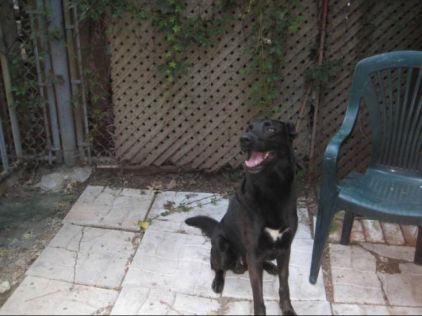 Photo de Byron, Labrador Retriever crois� Berger Allemand