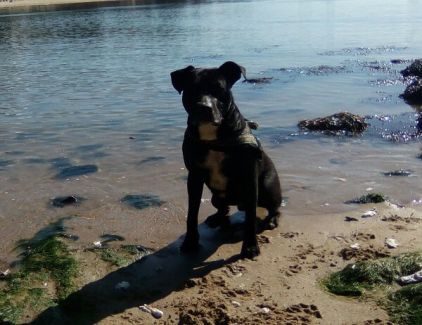Photo de Eros, American Staffordshire terrier crois�