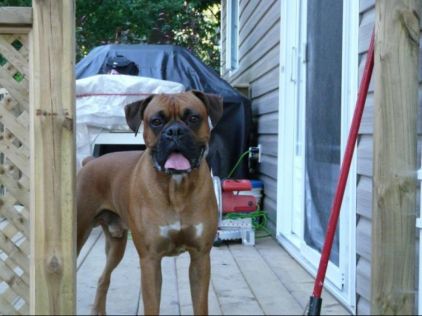 Photo de Dunkan, Boxer pure race