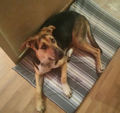 Photo de Gaia, Pitbull crois�