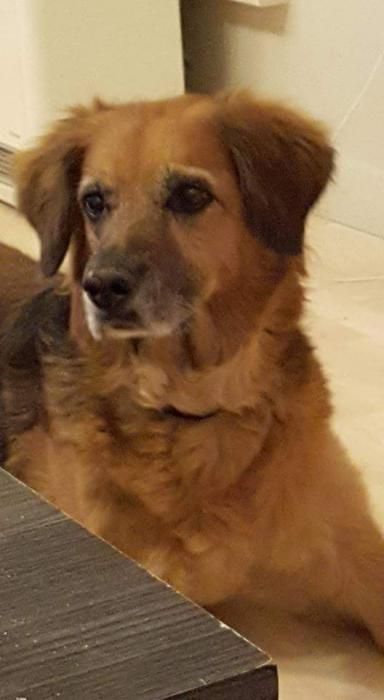 Photo de Nala , Berger Allemand crois� Golden Retriever