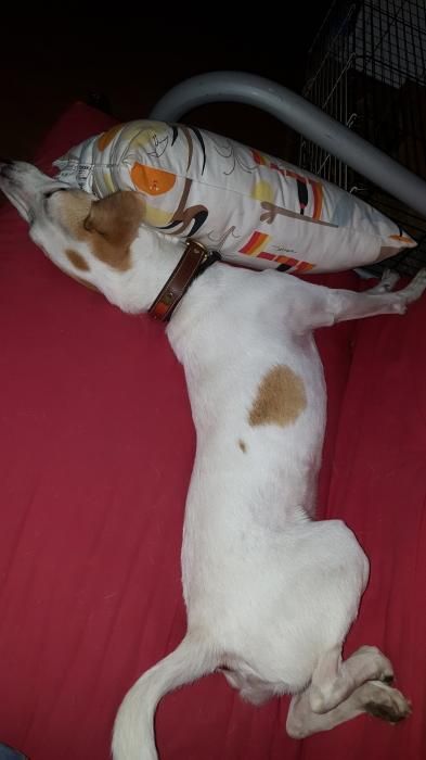 Photo d'Ista, Beagle crois� Porcelaine