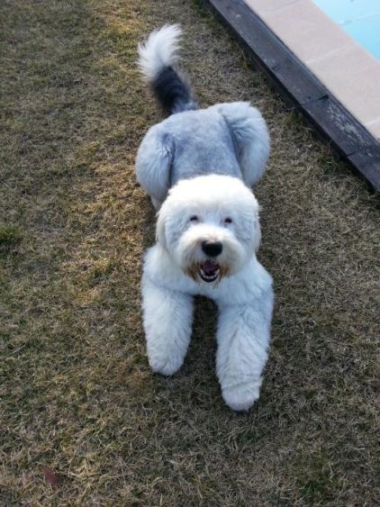 Photo de Droopy, Bobtail pure race
