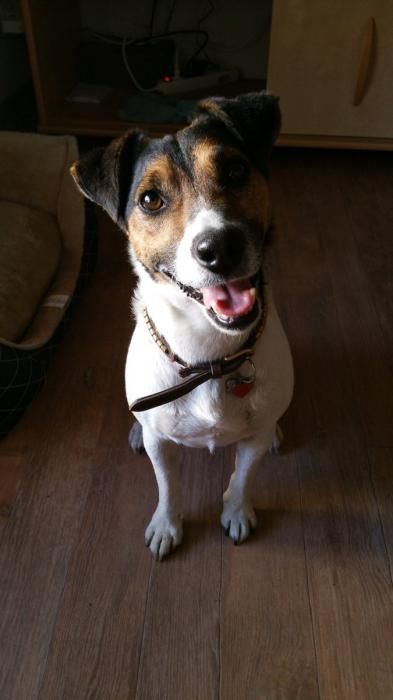 Photo de Yooky, Jack Russell terrier pure race