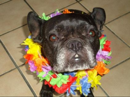 Photo d'Odalys, Bouledogue fran�ais pure race