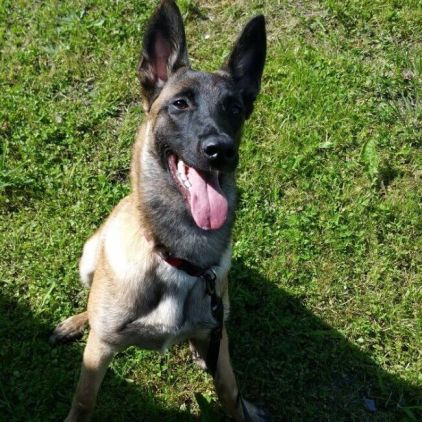 Photo de Lana, Berger Belge Malinois pure race