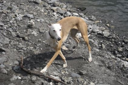 Photo d'Yvi, L�vrier pure race