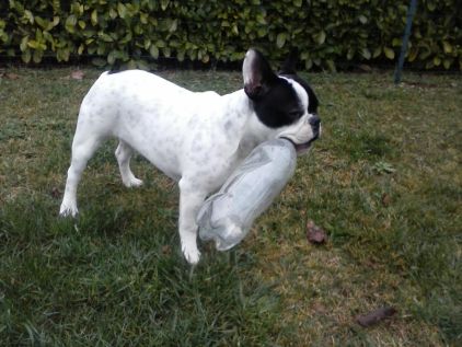 Photo de Hercule, Bouledogue fran�ais pure race