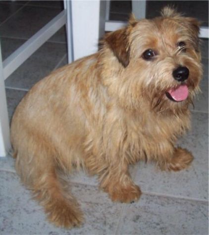 Photo de Riley, Norfolk Terrier pure race