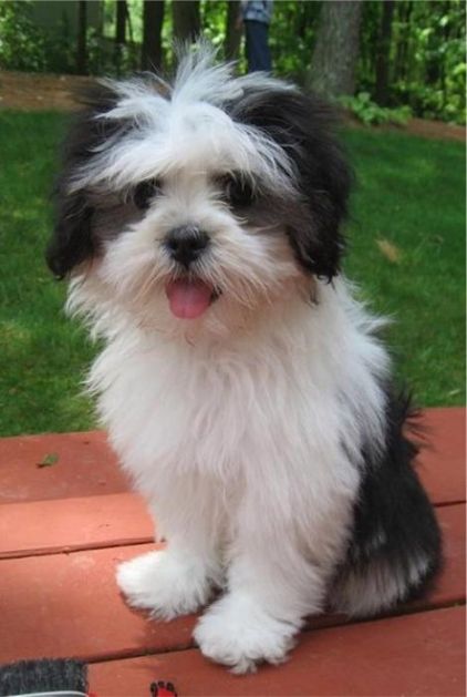 Photo de Lhassa apso