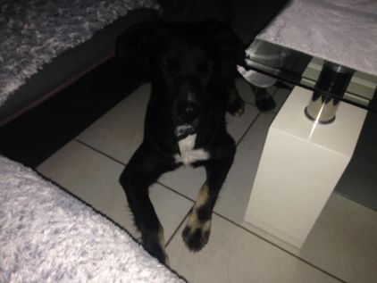 Photo de Cookie , Border Collie pure race