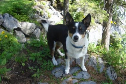 Photo de Douchka, Jack Russell terrier crois�