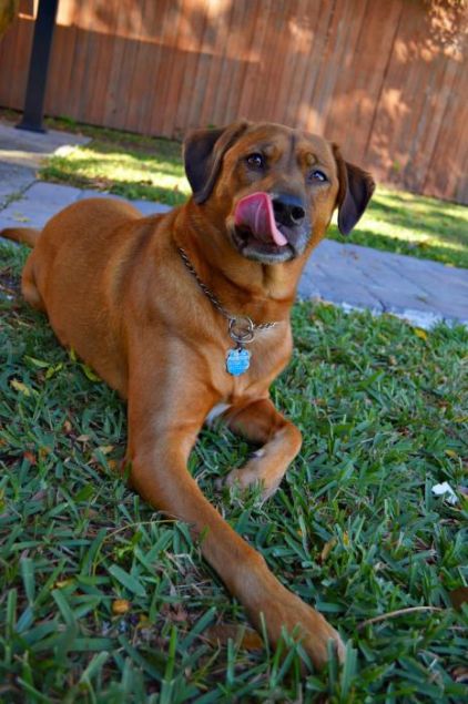 Photo de Charlie, Rhodesian ridgeback pure race