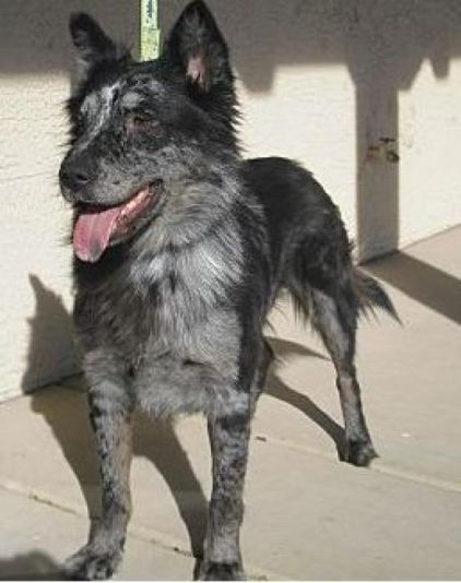 Photo de Vina, Berger australien crois� Border Collie