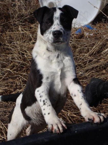 Photo de Lulu, Pitbull crois� Border Collie