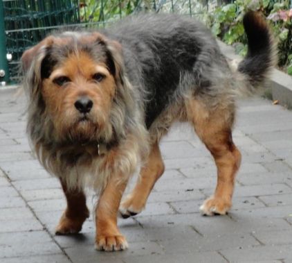 Photo de PILOU, Griffon crois�