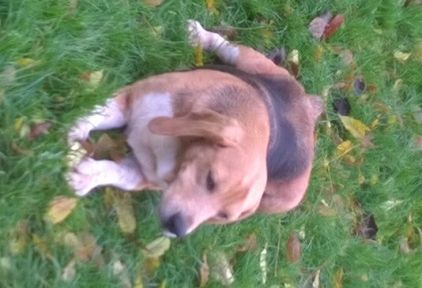 Photo de emma, Beagle pure race
