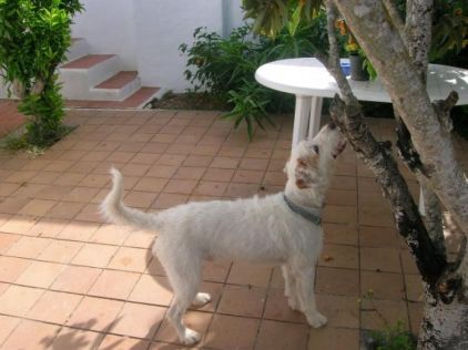Photo de Dexter, Griffon fauve de bretagne crois� Podenco