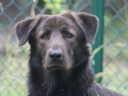 Photo de Litchi, Berger Allemand crois� Chow-chow