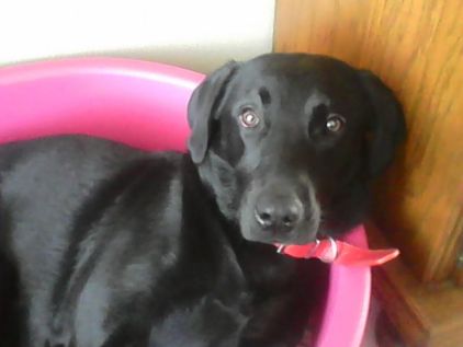 Photo de Jina, Labrador Retriever pure race