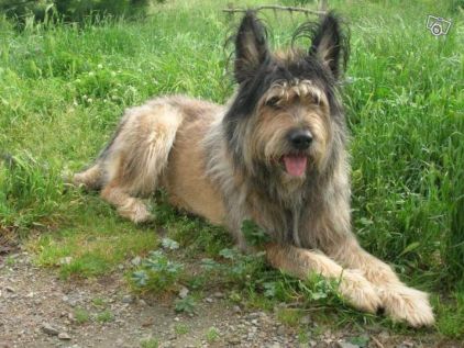 Photo de L�ny, Berger de Brie (Briard) crois� Berger picard