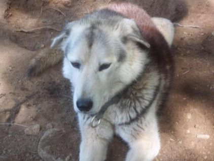 Photo d'Arok, Husky crois� Labrador Retriever