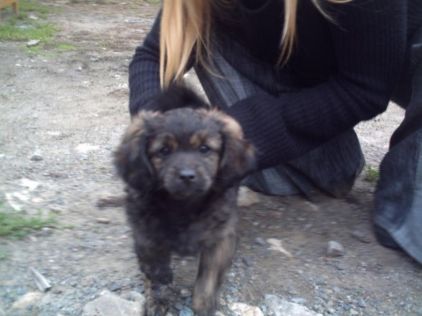 Photo de Vegeta, Epagneul tib�tain crois�