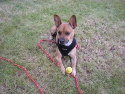 Photo de Etan, Bouledogue fran�ais crois� Jack Russell terrier