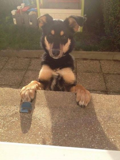 Photo de Clochette, corniaud Berger Allemand Beauceron