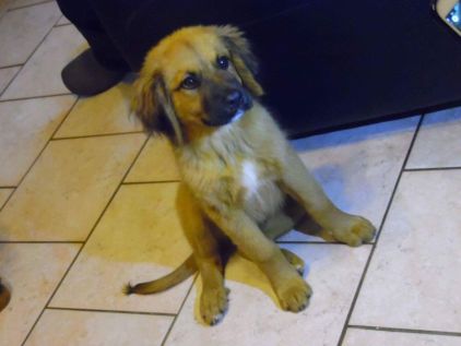 Photo de LUCKY, Labrador Retriever crois� Saint-bernard