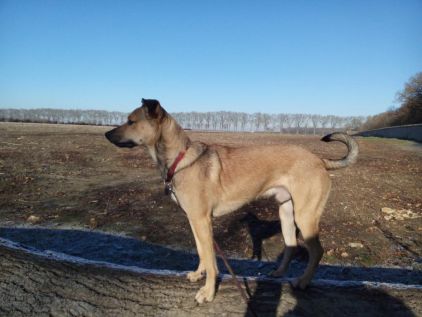 Photo de Mika, Berger Belge Malinois crois�