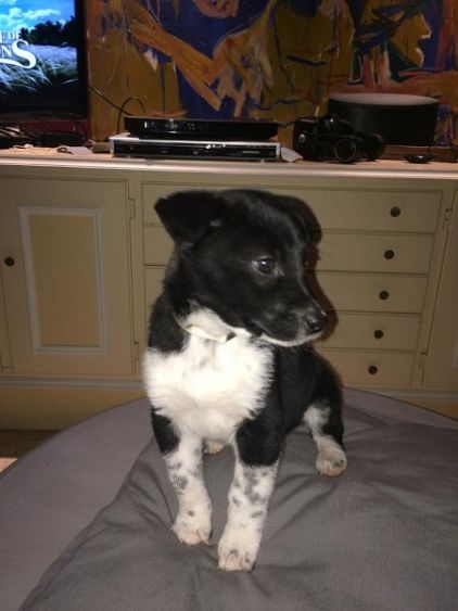 Photo de Roxy, Husky crois� Dalmatien